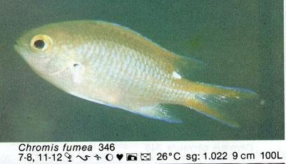 Chromis fumea